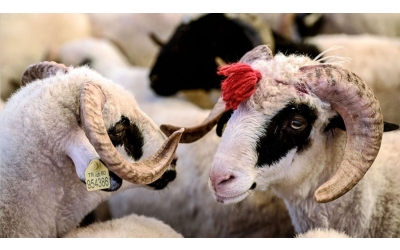 Dernek Yönetimi Kurban Bayramı Mesajı