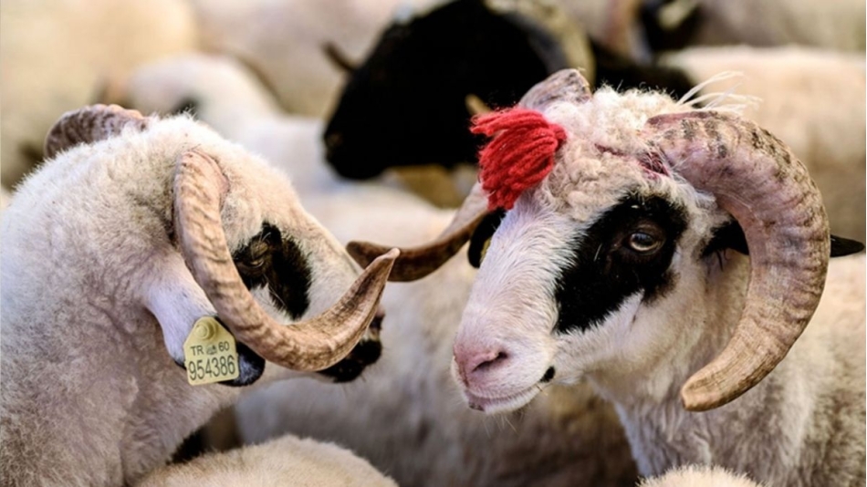 Dernek Yönetimi Kurban Bayramı Mesajı